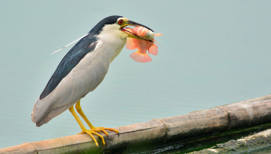 The aukuu or Black-Crowned Night-Heron