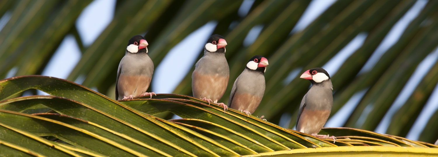 Hawaii Island birds