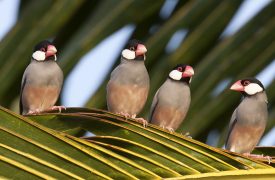 Hawaii Island birds