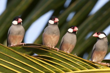 Hawaii Island birds