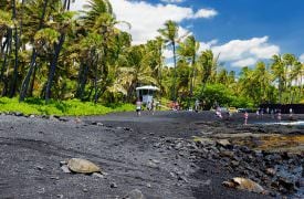 Punalu’u Black Sand Beach