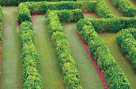 Botanical World Gardens Maze