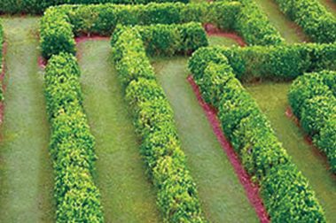 Botanical World Gardens Maze