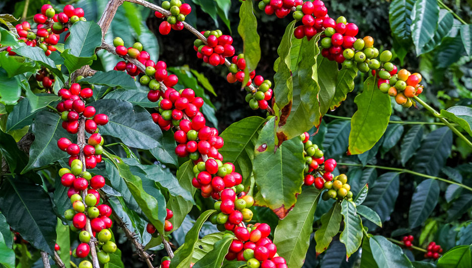 Kona Coffee Cherries Growing on the plants
