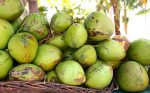 Coconuts at a Big Island Farmers Market