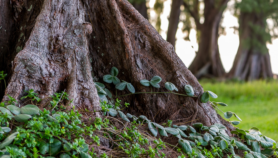 Tree at Laupahoehoe Point Beach Park