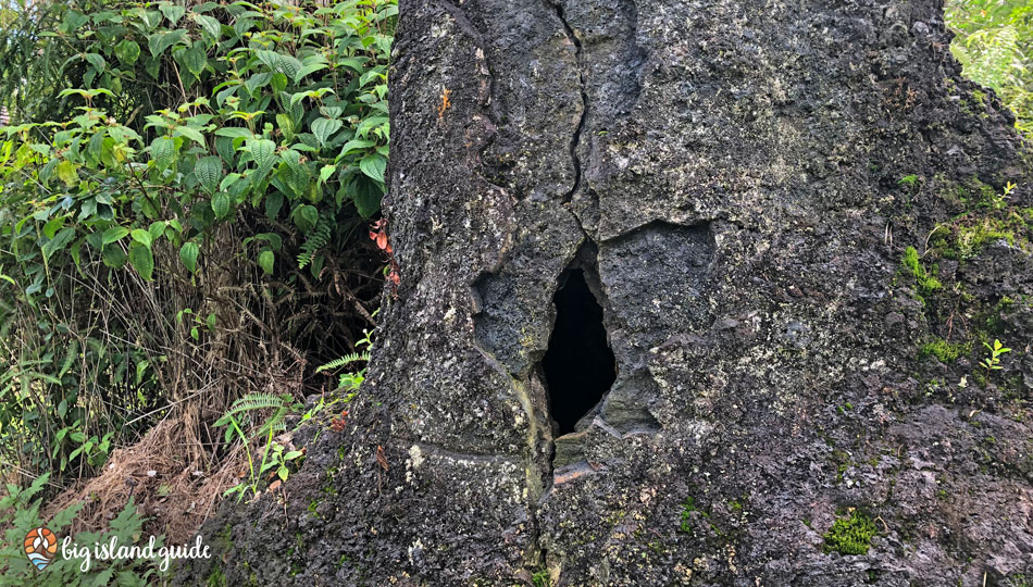 A Crack in one of the Lava Trees