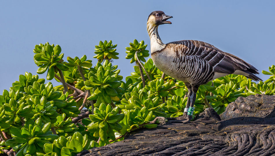 Nēnē - an endangered Hawaiian goose
