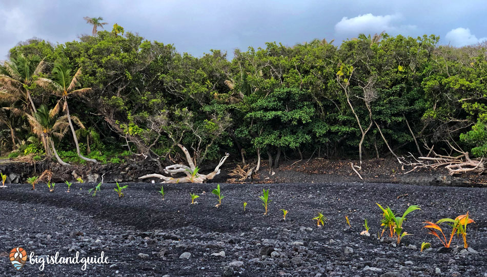 Isaac Hale Beach Park New Black Sand Beach with Coconut Palms Growing