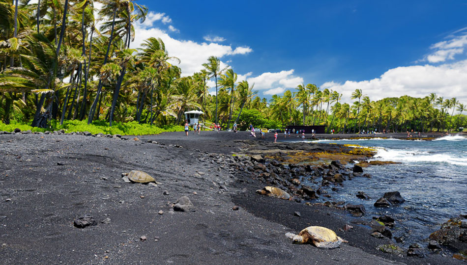 Green Sea Turtles resting on Punaluu Black Sand Beach