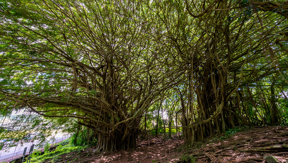 Large Banyan Tree above Rainbow Falls