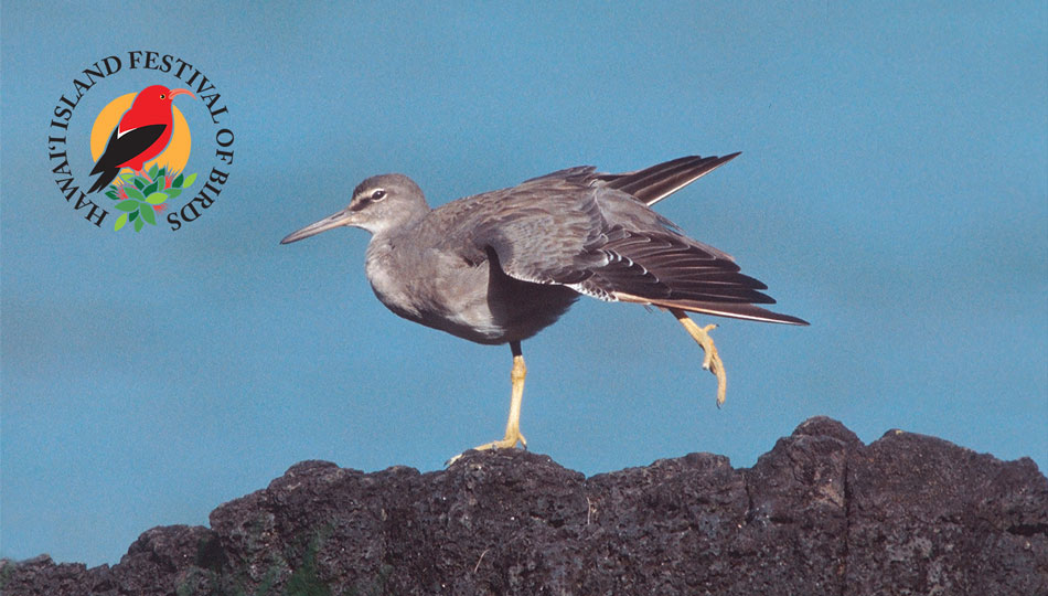 Wandering Tattler photo by Jack Jeffrey courtesy of Hawaii Island Festival of Birds
