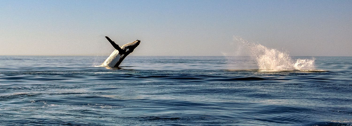 Whale watching is a great Big Island Sightseeing Activity